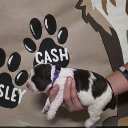 Presley - Tri-Roan female English Springer Spaniel puppy in Ocoee, Tennessee from Ocoee Mountain Springers