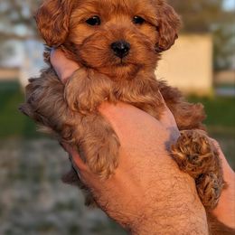 Havapoo Puppies from River View Puppies