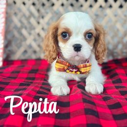 Pepita - Blenheim male Cavalier King Charles Spaniel puppy in North Smithfield, Rhode Island from Thundermist Cavaliers