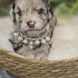 Sage - Merle female Shihpoo puppy in Hartville, Missouri from Petty Paws