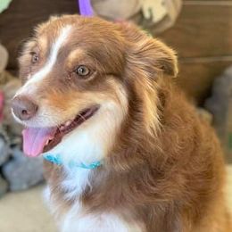 Australian Shepherds from Powell's Paws