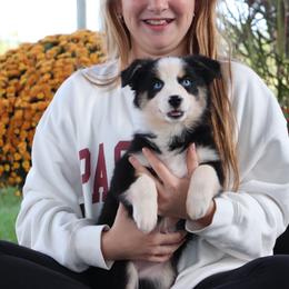 Sister - Black tri female Miniature Australian Shepherd puppy in Goliad, Texas from Sassy Lil Aussies and Diamond W Poodles