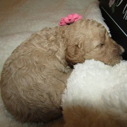 Goldendoodle and Poodle Puppies from David & Patricia Elliott