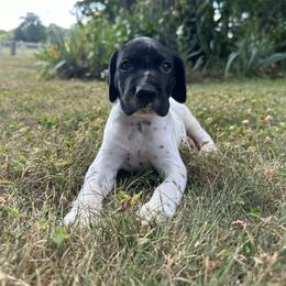 German Shorthaired Pointer Puppies from Red Clay Kennels