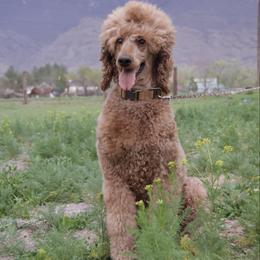 Ruby - Poodle