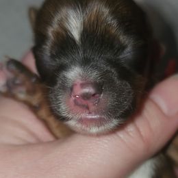 Companion Crosses and Morkies from GRIFFEY'S SPA AND KENNEL