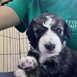 Aussiedoodle Puppies from Nottingham Aussiedoodles