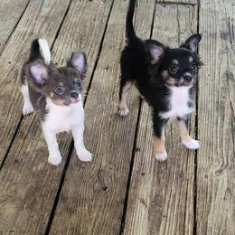 Chihuahua Puppies from Angelique Dalley