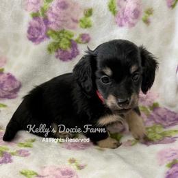 Black and Cream Male Longhair - Black and cream male Dachshund puppy in Cleveland, Tennessee from Kelly's Doxie Farm