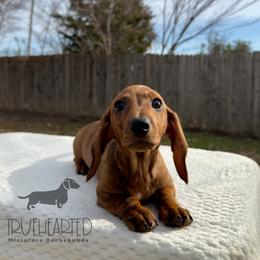 Oswald - Brindle male Dachshund puppy in Royse City, Texas from Truehearted Miniature Dachshunds