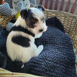 Yorkshire Terrier Puppies from Letterman Yorkies