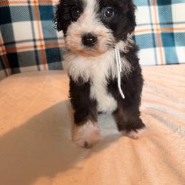 Batgirl - Black and white female Bernedoodle puppy in Luana, Iowa from Country View Bernedoodles and Goldendoodles