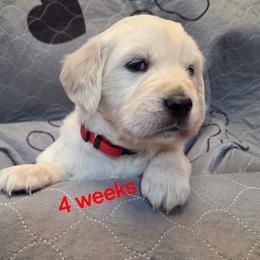 Red girl - Light golden female Golden Retriever puppy in Albuquerque, New Mexico from Teeter's Desert  Goddess Goldens