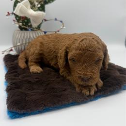 Jerome - Red male Cavapoo puppy in Central, Arizona from Desert Valley Doodles
