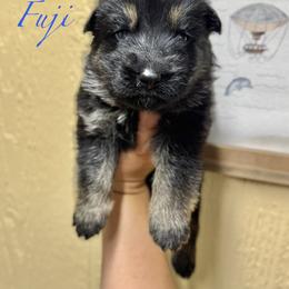 Fuji - Green boy - Bi-color male German Shepherd puppy in Oakley, California from Von Guadachi German Shepherds & Audacity Border Collies