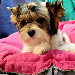 Biewer Terrier and Yorkshire Terrier Puppies from Yorkie Town California