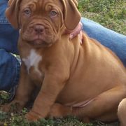 Dogue de Bordeaux Puppies from GingerHaus DDB