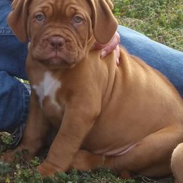 Dogue de Bordeaux Puppies from GingerHaus DDB