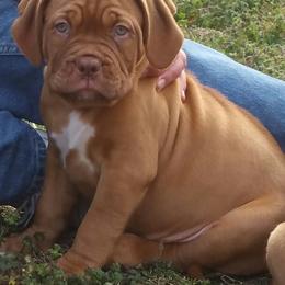 Dogue de Bordeaux Puppies from GingerHaus DDB