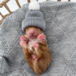 Socks - Apricot male Goldendoodle puppy in Jamestown, Kentucky from Milk & Honey Doodles