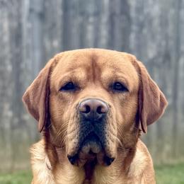 Jake - Labrador Retriever