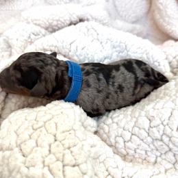 Biggie - Merle male Goldendoodle puppy in Fairwood, Washington from Goldendoodles on the Prairie