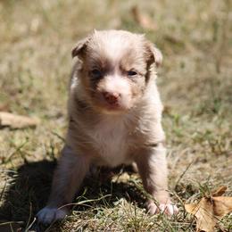 Marsali - Red merle female Australian Shepherd puppy in Violet Hill, Arkansas from Sweets' Cattle Co and Australian Shepherds