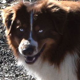 Blade - Australian Shepherd