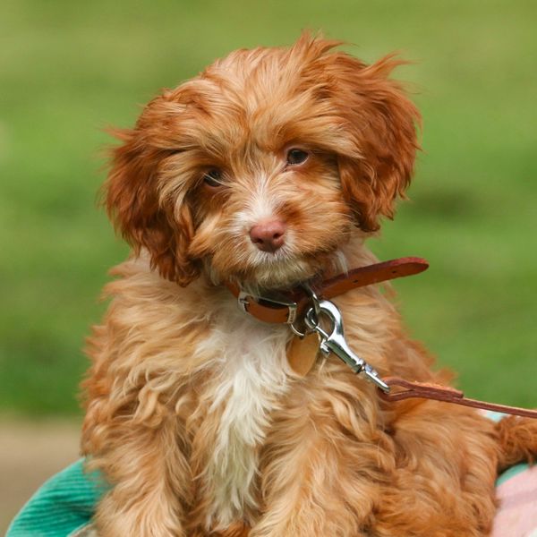 Cavapoo