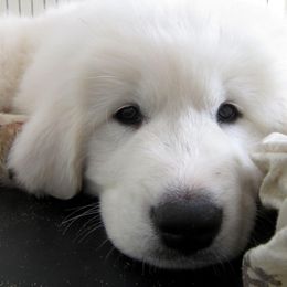 Great Pyrenees Puppies from Imac Great Pyrenees
