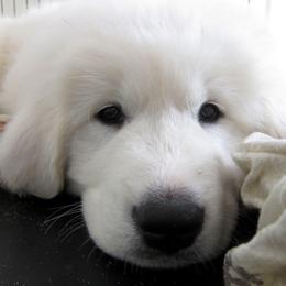 Great Pyrenees Puppies from Imac Great Pyrenees