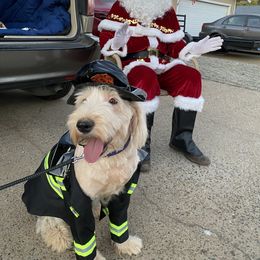 Sheepadoodle Puppies from Sunflower Family Farms