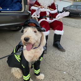 Sheepadoodle Puppies from Sunflower Family Farms