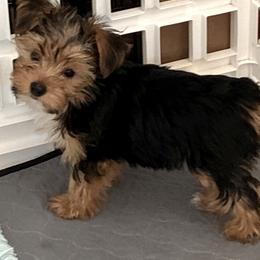 Standard Boy 2 - Blue and gold male Yorkshire Terrier puppy in Willow Grove, Pennsylvania from Willow Grove Yorkie