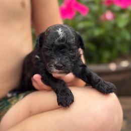 Rapunzel - Black and white female Sheepadoodle puppy in Wharton, Texas from Little Fur Friends