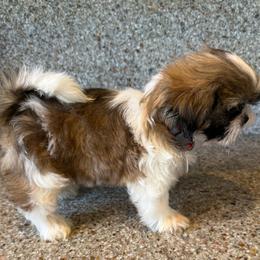 AKC Minnie - Champion Bloodline - Tricolor female Shih Tzu puppy in Long Beach, California from Prieto Shih-Tzu's