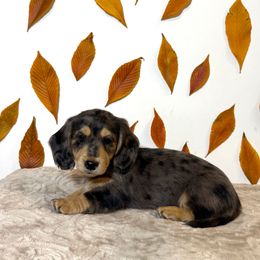 Boy 1 - Dapple male Dachshund puppy in Bozeman, Montana from The Long Dog Lounge of Montana