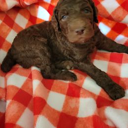 Poodle Puppies from Coco Puffs Poodles