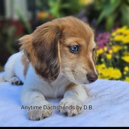 S'mores 2800 - Dapple female Dachshund puppy in Ben Wheeler, Texas from Anytime Dachshunds by D.B.