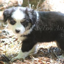 Australian Shepherd, Miniature Australian Shepherd, and Toy Australian Shepherd Puppies from TK Standard, Mini, & Toy Aussies