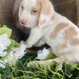 Comet - Lemon Beagle puppy in Katy, Texas from Houston’s Howlin’ Hounds