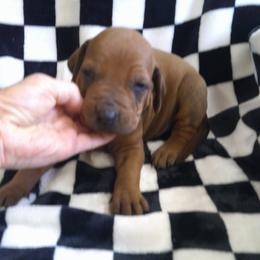 Simba - Rd whtn blk nose male Rhodesian Ridgeback puppy in Carney, Oklahoma from River Run Parson Russell terriers & River Run Ridgebacks