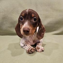 Jack - Piebald male Dachshund puppy in Tower City, Pennsylvania from Stoney Mountain Mini Doxies
