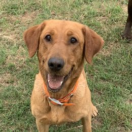 Aut - Labrador Retriever