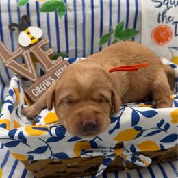 Orange - Yellow male Labrador Retriever puppy in Heath Springs, South Carolina from Rich Hill Retrievers