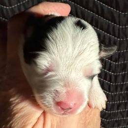 Girl 1 - female Pembroke Welsh Corgi puppy in Lima, New York from Hickory Springs Corgis