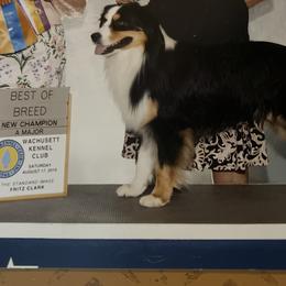 Robbie - Miniature American Shepherd