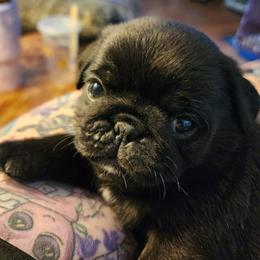 Little man puppy 3 - Black male Pug puppy in Tacoma, Washington from Precious Princess Pugs
