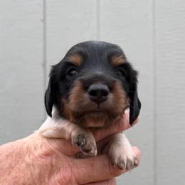 Black and Tan Piebald - Onyx Boy - Piebald male Dachshund puppy in Knoxville, Tennessee from Over The Moon Minis