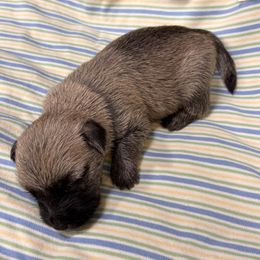 Black collar boy - Silver wheaten male Cairn Terrier puppy in Hastings, Nebraska from D & J SCOTTIES AND CAIRNS & Miniature Long haired Dachshunds